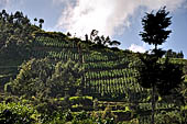 Tobacco plantations on steep slopes of the Mount Lawu. 